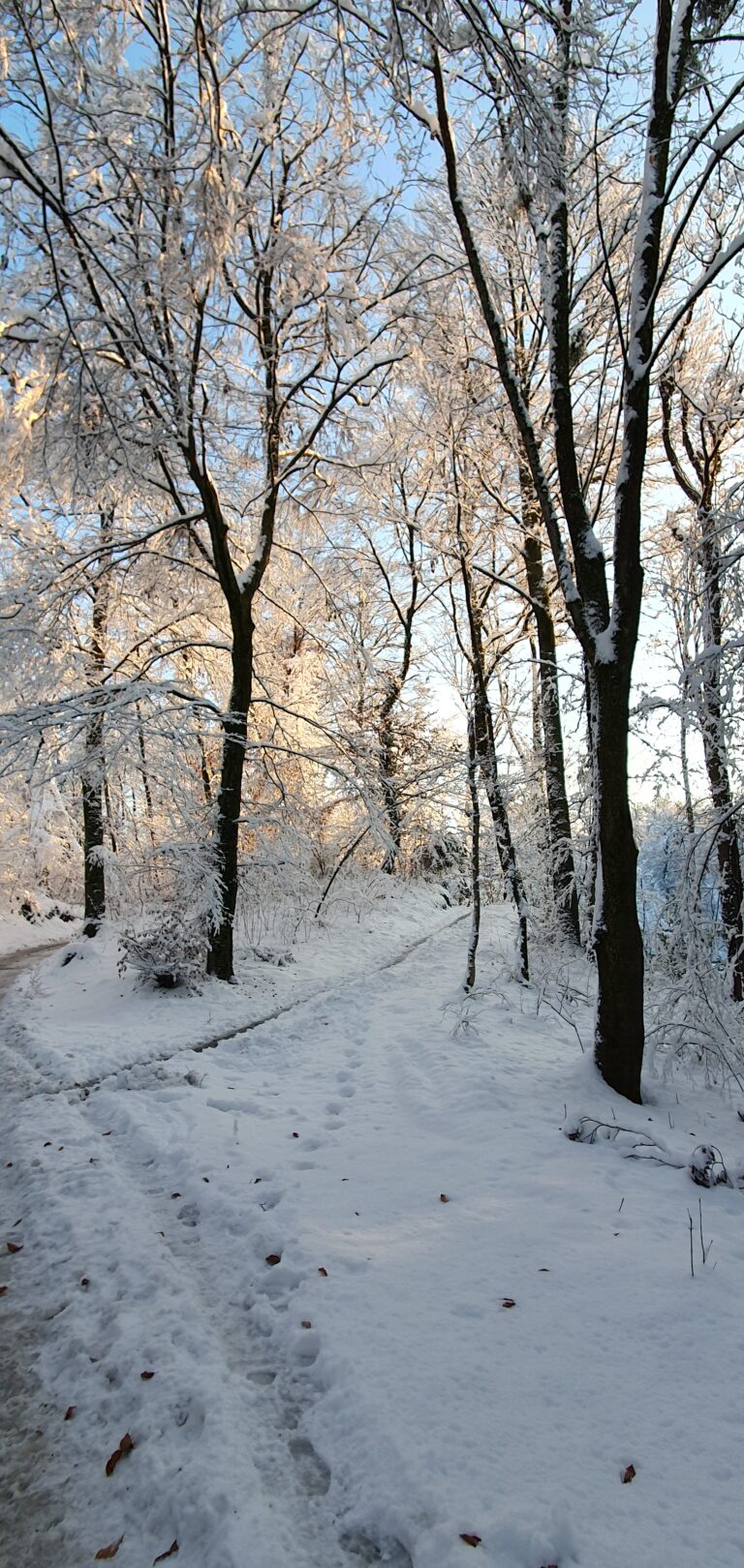 Geführte Wanderung Salzburg – verschneiter Wald Wanderweg