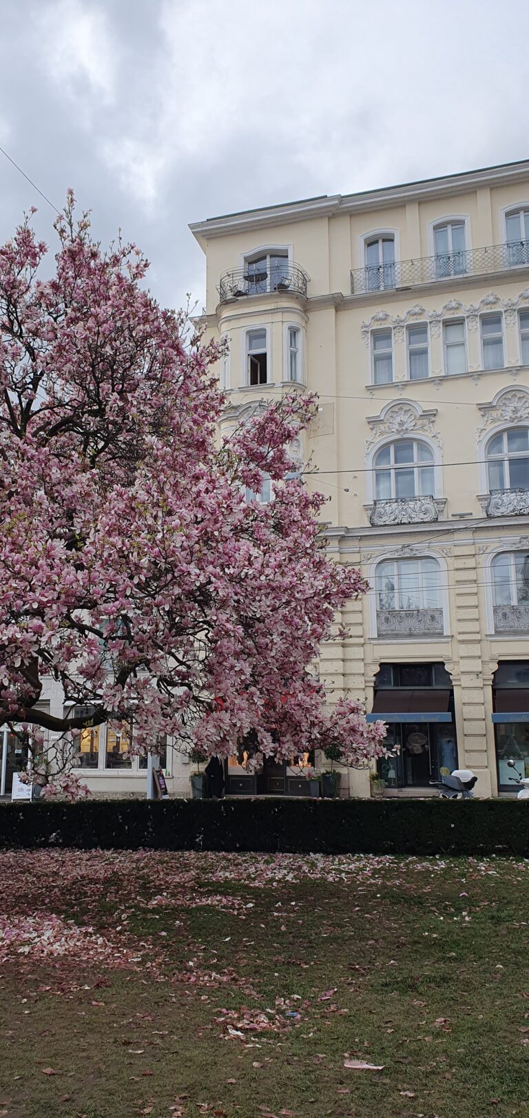 Geführte Wanderung Salzburg – Kirchbaum vor schönem Gebäude