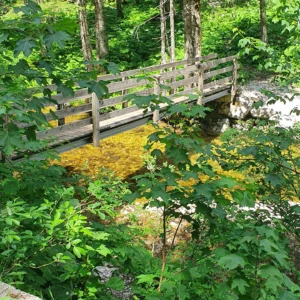 Geführte Wanderung Salzburg – Waldwanderweg
